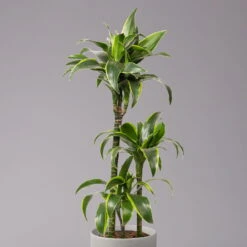Duftender Drachenbaum 'Dorado', Topf-Ø 21 Cm, Höhe Ca. 100 Cm -Compo Verkaufsgeschäft 0221300033 Dracaena frag Dorado Tuff 21cm 2