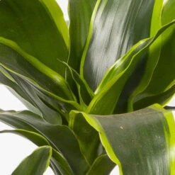 Duftender Drachenbaum 'Dorado', Topf-Ø 21 Cm, Höhe Ca. 100 Cm -Compo Verkaufsgeschäft 0221300033 Dracaena frag Dorado Tuff 21cm 4