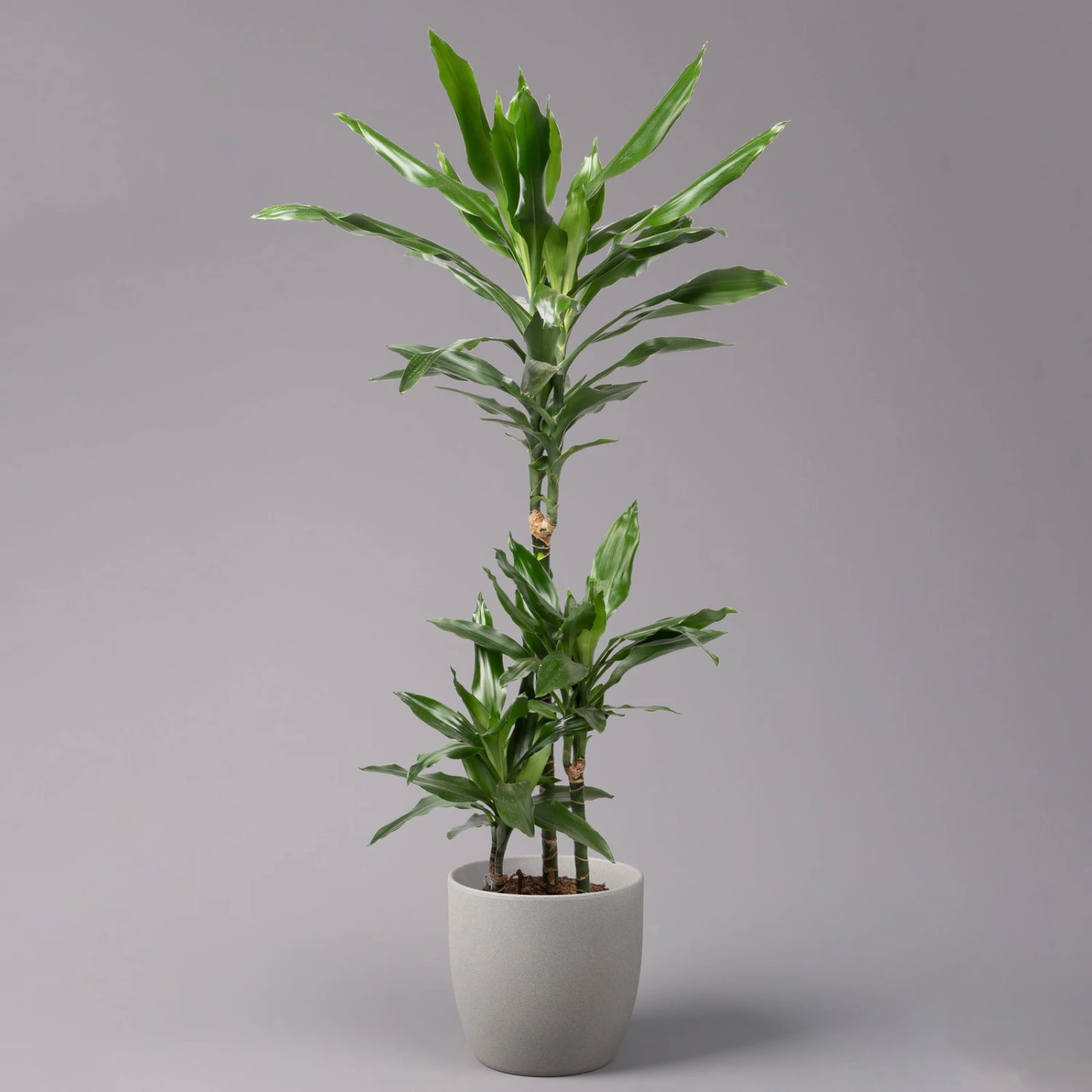 Duftender Drachenbaum 'Janet Lind', Topf-Ø 21 Cm, Höhe Ca. 120 Cm 1 Duftender Drachenbaum 'Janet Lind', Topf-Ø 21 Cm, Höhe Ca. 120 Cm