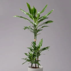 Duftender Drachenbaum 'Janet Lind', Topf-Ø 21 Cm, Höhe Ca. 120 Cm 7 Duftender Drachenbaum 'Janet Lind', Topf-Ø 21 Cm, Höhe Ca. 120 Cm -Compo Verkaufsgeschäft 0221300034 Dracaena fragr Janet Lind Tuff 21cm 2