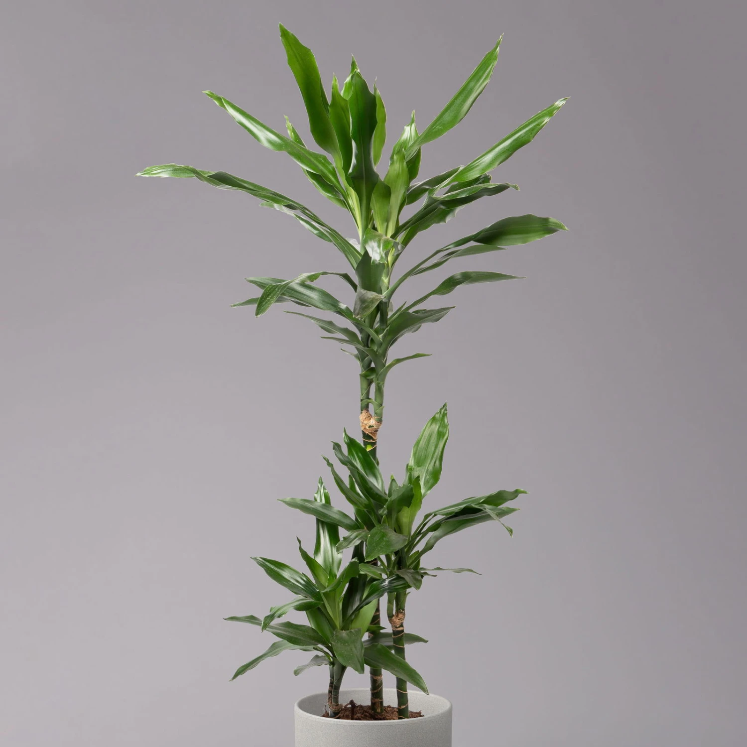 Duftender Drachenbaum 'Janet Lind', Topf-Ø 21 Cm, Höhe Ca. 120 Cm 2 Duftender Drachenbaum 'Janet Lind', Topf-Ø 21 Cm, Höhe Ca. 120 Cm - Image 2