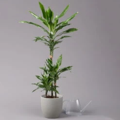 Duftender Drachenbaum 'Janet Lind', Topf-Ø 21 Cm, Höhe Ca. 120 Cm 8 Duftender Drachenbaum 'Janet Lind', Topf-Ø 21 Cm, Höhe Ca. 120 Cm -Compo Verkaufsgeschäft 0221300034 Dracaena fragr Janet Lind Tuff 21cm 3