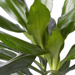 Duftender Drachenbaum 'Janet Lind', Topf-Ø 21 Cm, Höhe Ca. 120 Cm 9 Duftender Drachenbaum 'Janet Lind', Topf-Ø 21 Cm, Höhe Ca. 120 Cm -Compo Verkaufsgeschäft 0221300034 Dracaena fragr Janet Lind Tuff 21cm 4