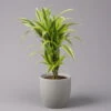 Duftender Drachenbaum 'Lemon Lime', Topf-Ø 21 Cm, Verzweigt, Höhe Ca. 70 Cm -Compo Verkaufsgeschäft 0221300035 Dracaena fragr Lemon Lime verzweigt 21cm 1