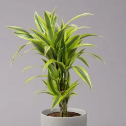 Duftender Drachenbaum 'Lemon Lime', Topf-Ø 21 Cm, Verzweigt, Höhe Ca. 70 Cm -Compo Verkaufsgeschäft 0221300035 Dracaena fragr Lemon Lime verzweigt 21cm 2