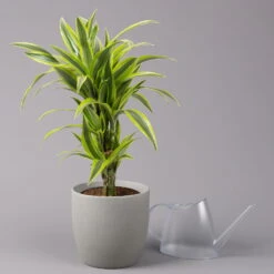 Duftender Drachenbaum 'Lemon Lime', Topf-Ø 21 Cm, Verzweigt, Höhe Ca. 70 Cm -Compo Verkaufsgeschäft 0221300035 Dracaena fragr Lemon Lime verzweigt 21cm 3
