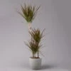 Gerandeter Drachenbaum 'Magenta', Topf-Ø 21 Cm, Höhe Ca. 120 Cm -Compo Verkaufsgeschäft 0221300037 Dracaena marginata Magenta 3er Tuff 21cm 1