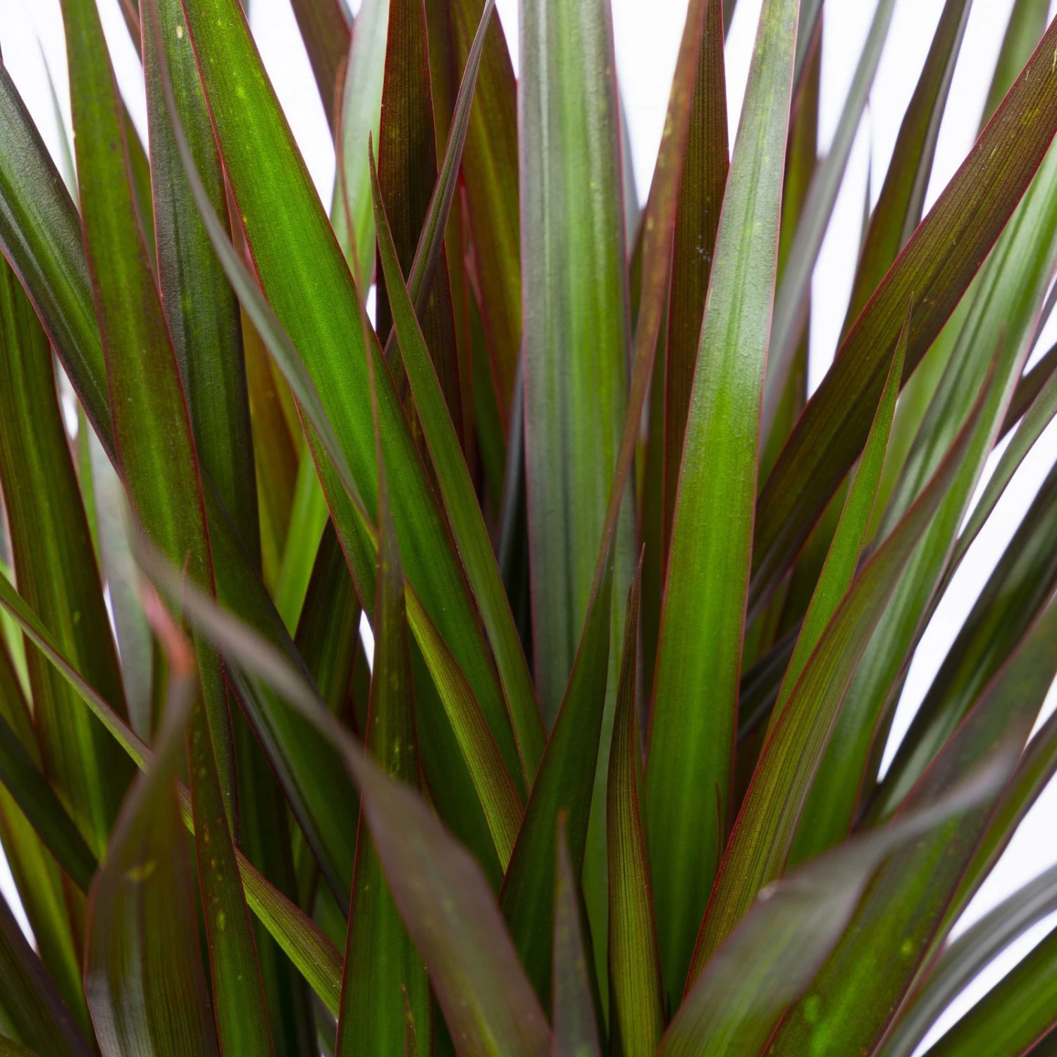 Gerandeter Drachenbaum 'Magenta', Topf-Ø 21 Cm, Höhe Ca. 120 Cm 4 Gerandeter Drachenbaum 'Magenta', Topf-Ø 21 Cm, Höhe Ca. 120 Cm - Image 4