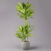 Duftender Drachenbaum 'Cintho Lemon', Topf-Ø 21 Cm, Höhe Ca. 110 Cm -Compo Verkaufsgeschäft 0221300089 Dracaena Cintho Lemon 21cm 1 114636