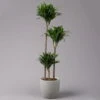 Duftender Drachenbaum 'Compacta', Topf-Ø 24 Cm, Höhe Ca. 120 Cm -Compo Verkaufsgeschäft 0221400002 Dracaena fr Compacta Tuff 24cm 1