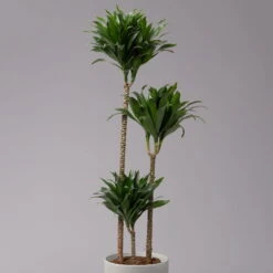 Duftender Drachenbaum 'Compacta', Topf-Ø 24 Cm, Höhe Ca. 120 Cm -Compo Verkaufsgeschäft 0221400002 Dracaena fr Compacta Tuff 24cm 2