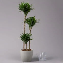 Duftender Drachenbaum 'Compacta', Topf-Ø 24 Cm, Höhe Ca. 120 Cm -Compo Verkaufsgeschäft 0221400002 Dracaena fr Compacta Tuff 24cm 3