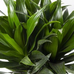 Duftender Drachenbaum 'Compacta', Topf-Ø 24 Cm, Höhe Ca. 120 Cm -Compo Verkaufsgeschäft 0221400002 Dracaena fr Compacta Tuff 24cm 4