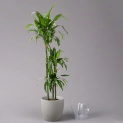 Duftender Drachenbaum 'Janet Craig', Topf-Ø 24 Cm, , Höhe Ca. 150 Cm -Compo Verkaufsgeschäft 0221400005 Dracaena frag Janet Craig 24cm 3