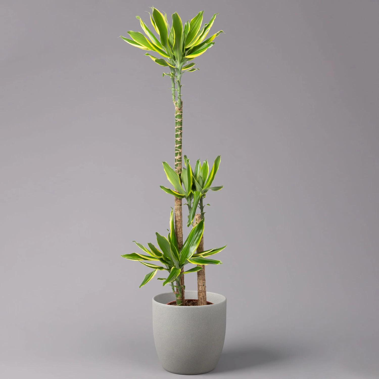 Duftender Drachenbaum 'Gold Dream', Topf-Ø 24 Cm, Höhe Ca. 140 Cm 1 Duftender Drachenbaum 'Gold Dream', Topf-Ø 24 Cm, Höhe Ca. 140 Cm