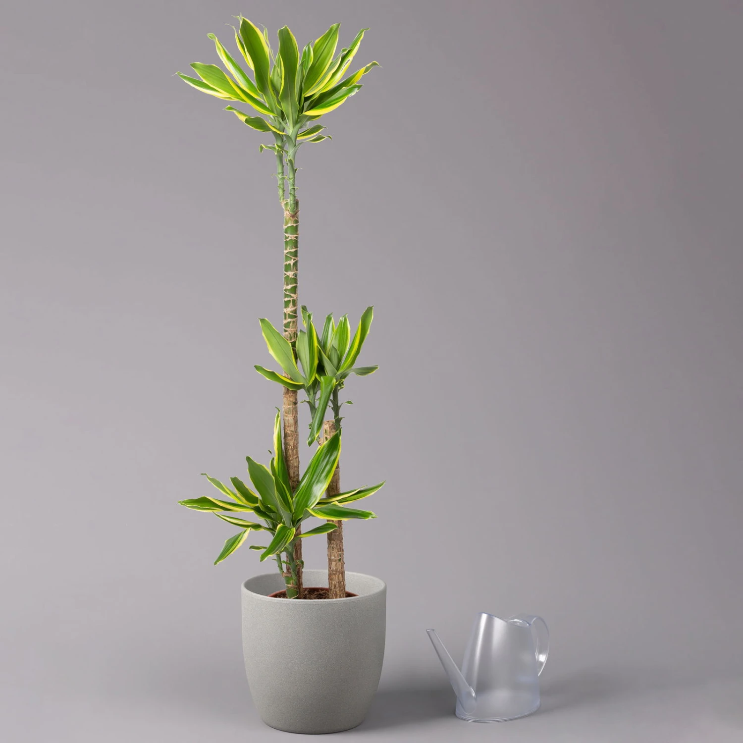 Duftender Drachenbaum 'Gold Dream', Topf-Ø 24 Cm, Höhe Ca. 140 Cm 3 Duftender Drachenbaum 'Gold Dream', Topf-Ø 24 Cm, Höhe Ca. 140 Cm - Image 3