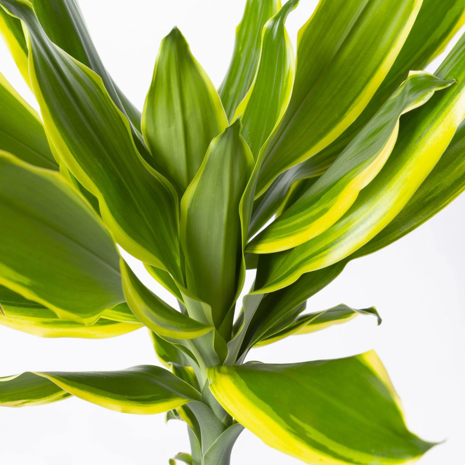 Duftender Drachenbaum 'Gold Dream', Topf-Ø 24 Cm, Höhe Ca. 140 Cm 4 Duftender Drachenbaum 'Gold Dream', Topf-Ø 24 Cm, Höhe Ca. 140 Cm - Image 4