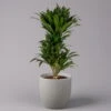 Duftender Drachenbaum 'Compacta', Verzweigt, Topf-Ø 24 Cm, Höhe Ca. 80 Cm -Compo Verkaufsgeschäft 0221400013 Dracaena Compacta verzweigt KB 24cm 1