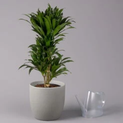 Duftender Drachenbaum 'Compacta', Verzweigt, Topf-Ø 24 Cm, Höhe Ca. 80 Cm -Compo Verkaufsgeschäft 0221400013 Dracaena Compacta verzweigt KB 24cm 3