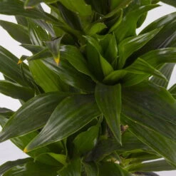 Duftender Drachenbaum 'Compacta', Verzweigt, Topf-Ø 24 Cm, Höhe Ca. 80 Cm -Compo Verkaufsgeschäft 0221400013 Dracaena Compacta verzweigt KB 24cm 4