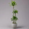 Duftender Drachenbaum 'Dorado', Topf-Ø 24 Cm, Höhe Ca. 130 Cm -Compo Verkaufsgeschäft 0221400023 Dracaena fragr Dorado 3er Tuff 24cm 1
