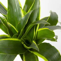 Duftender Drachenbaum 'Dorado', Topf-Ø 24 Cm, Höhe Ca. 130 Cm -Compo Verkaufsgeschäft 0221400023 Dracaena fragr Dorado 3er Tuff 24cm 4