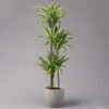 Duftender Drachenbaum 'Lemon Lime', Topf-Ø 24 Cm, , Höhe Ca. 140 Cm -Compo Verkaufsgeschäft 0221400056 Dracaena d Lemon Lime Tuff 24cm 1