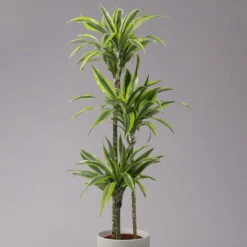 Duftender Drachenbaum 'Lemon Lime', Topf-Ø 24 Cm, , Höhe Ca. 140 Cm -Compo Verkaufsgeschäft 0221400056 Dracaena d Lemon Lime Tuff 24cm 2