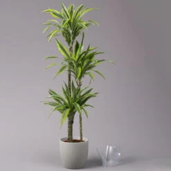 Duftender Drachenbaum 'Lemon Lime', Topf-Ø 24 Cm, , Höhe Ca. 140 Cm -Compo Verkaufsgeschäft 0221400056 Dracaena d Lemon Lime Tuff 24cm 3