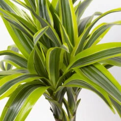 Duftender Drachenbaum 'Lemon Lime', Topf-Ø 24 Cm, , Höhe Ca. 140 Cm -Compo Verkaufsgeschäft 0221400056 Dracaena d Lemon Lime Tuff 24cm 4