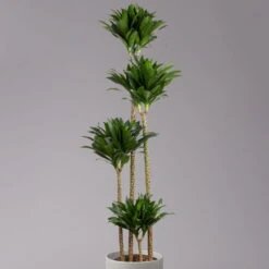 Duftender Drachenbaum 'Compacta', Topf-Ø 27 Cm, Höhe Ca. 160 Cm -Compo Verkaufsgeschäft 0221500001 Dracaena fr compacta Tuff 27cm 2