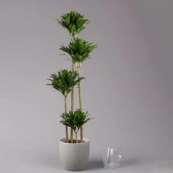 Duftender Drachenbaum 'Compacta', Topf-Ø 27 Cm, Höhe Ca. 160 Cm -Compo Verkaufsgeschäft 0221500001 Dracaena fr compacta Tuff 27cm 3