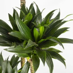 Duftender Drachenbaum 'Compacta', Topf-Ø 27 Cm, Höhe Ca. 160 Cm -Compo Verkaufsgeschäft 0221500001 Dracaena fr compacta Tuff 27cm 4