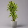 Duftender Drachenbaum 'Lemon Lime', Verzweigt, Topf-Ø 32 Cm, Höhe Ca. 140 Cm -Compo Verkaufsgeschäft 0221500022 Dracaena Lemon Lime verzweigt KB 31cm 1