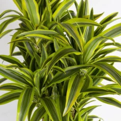 Duftender Drachenbaum 'Lemon Lime', Verzweigt, Topf-Ø 32 Cm, Höhe Ca. 140 Cm 9 Duftender Drachenbaum 'Lemon Lime', Verzweigt, Topf-Ø 32 Cm, Höhe Ca. 140 Cm -Compo Verkaufsgeschäft 0221500022 Dracaena Lemon Lime verzweigt KB 31cm 4