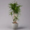 Drachenbaum 'Anita', Verzweigt, Topf-Ø 27 Cm, Höhe Ca. 120 Cm -Compo Verkaufsgeschäft 0221500079 Dracaena reflexa Anita verzweigt 27cm 1