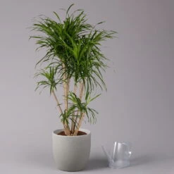 Drachenbaum 'Anita', Verzweigt, Topf-Ø 27 Cm, Höhe Ca. 120 Cm -Compo Verkaufsgeschäft 0221500079 Dracaena reflexa Anita verzweigt 27cm 3