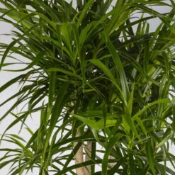 Drachenbaum 'Anita', Verzweigt, Topf-Ø 27 Cm, Höhe Ca. 120 Cm -Compo Verkaufsgeschäft 0221500079 Dracaena reflexa Anita verzweigt 27cm 4
