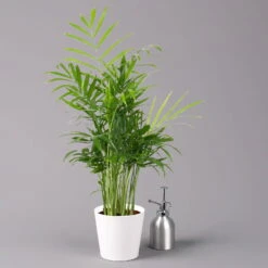 Bergpalme Mit Keramiktopf Dallas Weiß, Topf-Ø 12 Cm, Höhe Ca. 30 Cm, 3er-Set -Compo Verkaufsgeschäft 0222100020 Chamaedorea elegans Dallas weiss 3