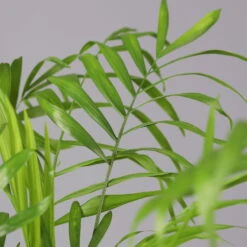 Bergpalme In Topf Tusca, Topf-Ø 17 Cm, Höhe Ca. 60 Cm -Compo Verkaufsgeschäft 0222100026 Chamaedorea elegans im Topf Tusca 92