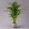 Goldfruchtpalme, Topf-Ø 21 Cm, Höhe Ca. 100 Cm -Compo Verkaufsgeschäft 0222200021 Dypsis lutescens Areca T21 1