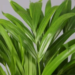 Goldfruchtpalme In Keramiktopf Anthrazit, Topf-Ø 13 Cm, H: Ca. 20-30 Cm, 3er-Set -Compo Verkaufsgeschäft 0222200027 Dypsis lutes Dallas anthrazit 3er Set 42