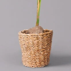 Kokospalme In Korb Gaby, Topf-Ø 19 Cm, Höhe Ca. 80-110 Cm -Compo Verkaufsgeschäft 0222900049 Cocos nucifera im Dekokorb Gaby T19WS 3 123764