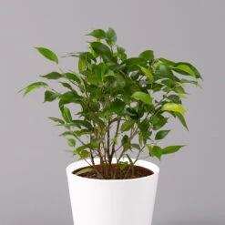 Birkenfeige 'Natasja' Inkl. Übertopf Weiß, Topf 12cmØ, Höhe Ca. 25cm, 3er-Set -Compo Verkaufsgeschäft 0223100075 Ficus benj Natasja im Topf Dallas weiss 2