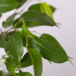 Birkenfeige 'Natasja' Inkl. Übertopf Weiß, Topf 12cmØ, Höhe Ca. 25cm, 3er-Set -Compo Verkaufsgeschäft 0223100075 Ficus benj Natasja im Topf Dallas weiss 4