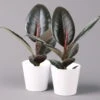 Gummibaum 'Robusta' In Topf Weiß, Topf-Ø 12 Cm, Höhe Ca. 40-45 Cm, 2er-Set -Compo Verkaufsgeschäft 0223200073 Ficus el Robusta Dallas weiss 2er Set2