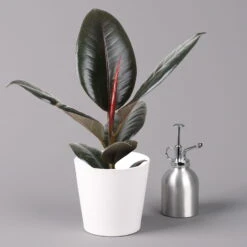 Gummibaum 'Robusta' In Topf Weiß, Topf-Ø 12 Cm, Höhe Ca. 40-45 Cm, 2er-Set -Compo Verkaufsgeschäft 0223200073 Ficus el Robusta Dallas weiss 3