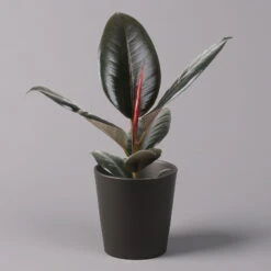 Gummibaum 'Robusta' In Topf Anthrazit, Topf-Ø 12cm, Höhe Ca. 40-45 Cm, 2er-Set 8 Gummibaum 'Robusta' In Topf Anthrazit, Topf-Ø 12cm, Höhe Ca. 40-45 Cm, 2er-Set -Compo Verkaufsgeschäft 0223200077 Ficus el Robusta Dallas anthrazit 1