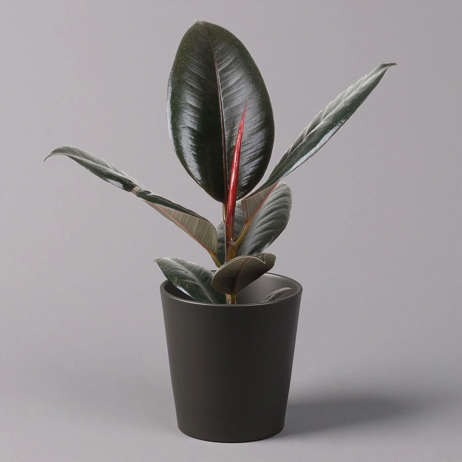 Gummibaum 'Robusta' In Topf Anthrazit, Topf-Ø 12cm, Höhe Ca. 40-45 Cm, 2er-Set 2 Gummibaum 'Robusta' In Topf Anthrazit, Topf-Ø 12cm, Höhe Ca. 40-45 Cm, 2er-Set - Image 2