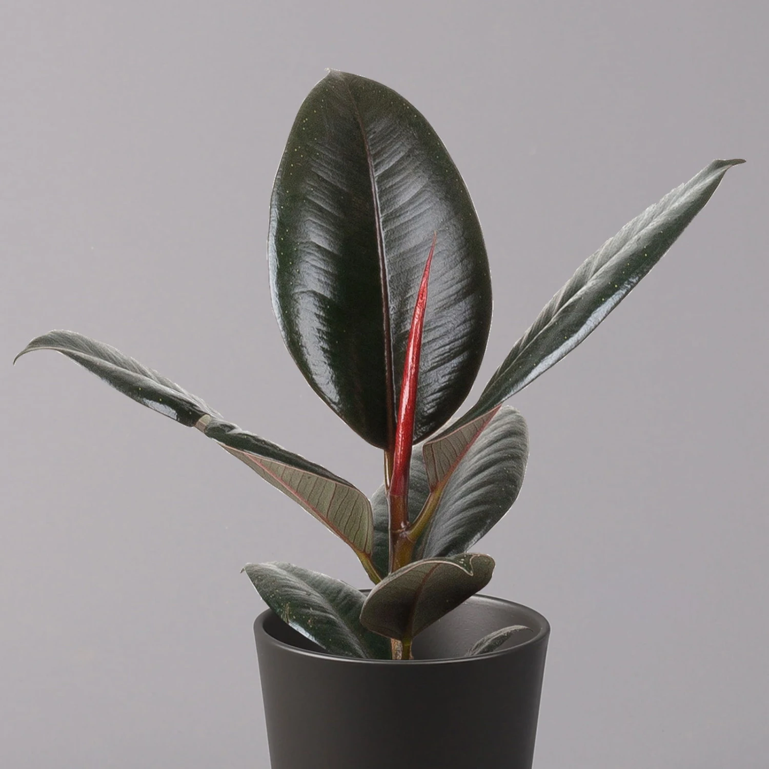 Gummibaum 'Robusta' In Topf Anthrazit, Topf-Ø 12cm, Höhe Ca. 40-45 Cm, 2er-Set 3 Gummibaum 'Robusta' In Topf Anthrazit, Topf-Ø 12cm, Höhe Ca. 40-45 Cm, 2er-Set - Image 3